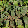 NaturHeals – Undershrub 1 - Desmodium Gangeticum - Shalparni – One of the Dashamoola Herbs