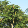 NaturHeals - Medicinal Plant - 6  Oroxylum Indicum - Shyonaak - This is a Tree (Dashamoola Herb)