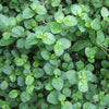 NaturHeals – Wild Weeds 3 - Punarnava - Boerhavia Diffusa – Spreading Hog Weed