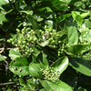 NaturHeals – Medicinal Plant –3 Clerodendrum Phlomidis - Agnimantha - One of the Dashamoola herbs plant.