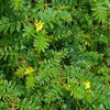 NaturHeals – Wild Weeds 4 - Gokshura – Tribulus Terrestris - Puncture Vine