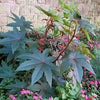 NaturHeals – Medicinal Plant 1 - Ricinus – Erand - Castor Plant