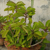 NaturHeals – Medicinal Plant  2 -  Patharchatta Panfooti - Kalanchoe Pinnata – Air Plant