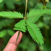 NaturHeals - Wild Weeds 5 – Lajjalu – Mimosa Pudica – Touch-Me-Not