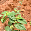 NaturHeals	 – Wild Weeds 12 - Dugdhika Badi – Euphorbia Hirta – Asthma Plant