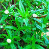 NaturHeals - Wild Weeds 6 -  Bhringraj – Eclipta Alba – False Daisy