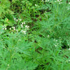NaturHeals – Wild Weeds 11 - Gaajar Ghas – Tanacetum Parthenium – Feverfew