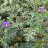 NaturHeals – Wild Weeds 7 - Kantakari – Solanum Surattense – Indian Nightshade