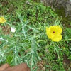 NaturHeals - Wild Weeds 10 -  Satyanashi – Argemone Mexicana – Mexican Prickly Poppy