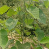 NaturHeals – Medicinal Plant - 4 Gmelina Arborea - Gambhari - One of Dashamoola Herbs Plant