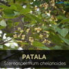 NaturHeals – Medicinal Plant - 5 Stereospermum Suaveolens - Patala – Dashamoola Herb