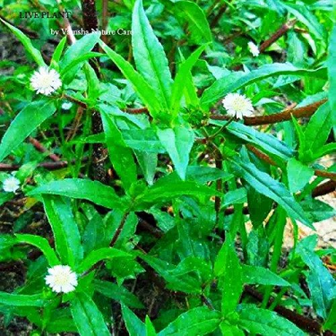 NaturHeals  Wild Weeds 6  Bhringraj  Eclipta Alba  False Daisy  Jaivik  Farms